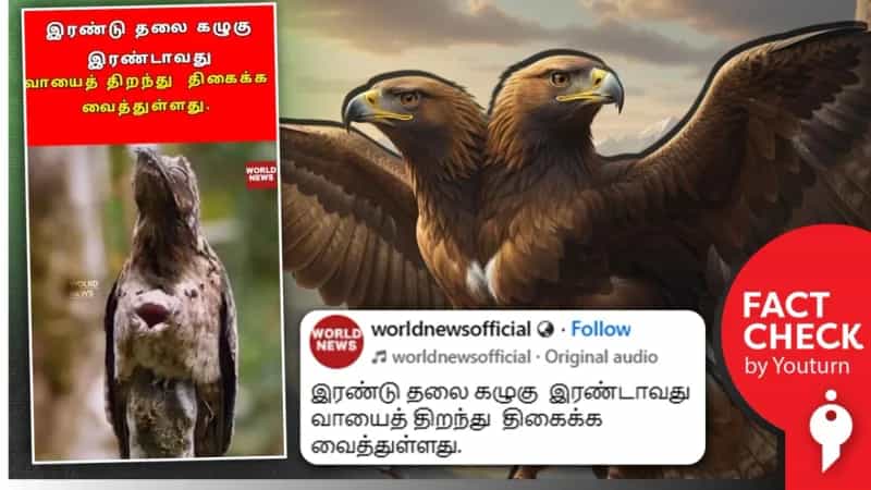 இரண்டு தலையுடைய அதிசய கழுகு எனப் பரவும் தவறான செய்தி!
