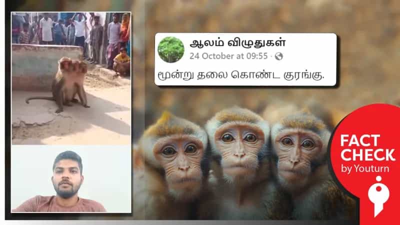 மூன்று தலையுடைய அதிசய குரங்கு என்று பரவும் ஏஐ வீடியோ! 