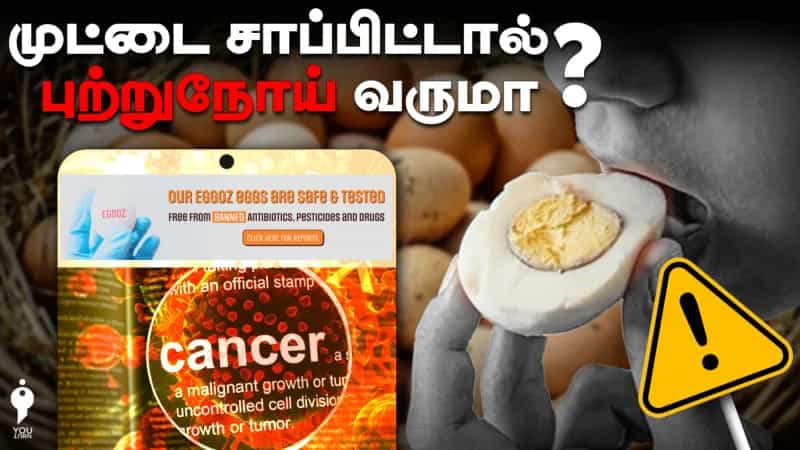 முட்டை சாப்பிட்டால் புற்றுநோய் வருமா? வதந்தி Alert!