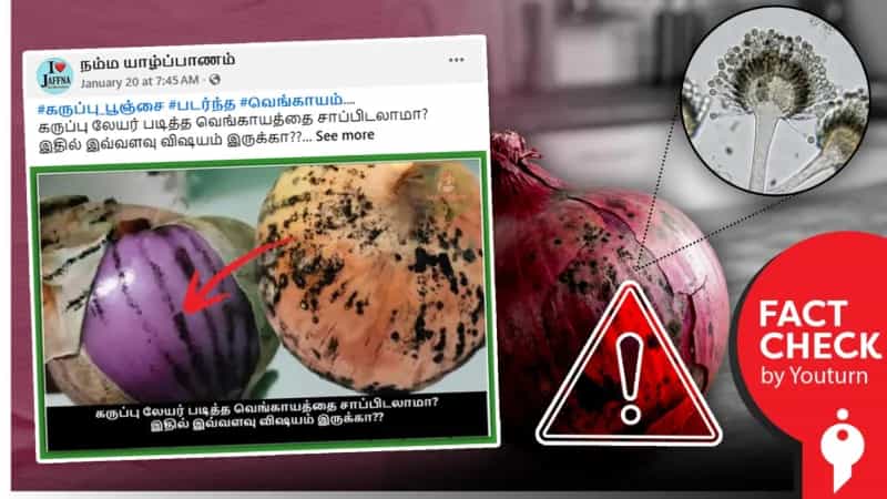 வெங்காயத்தில் உள்ள கருப்பு படலத்தால் ’மியூகோர்மைகோசிஸ்’ நோய் தொற்று ஏற்படுமா? உண்மை என்ன?