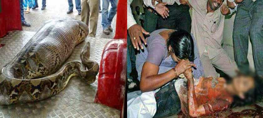 17 வயது பெண்ணை விழுங்கிய பாம்பு: பீதியில் மக்கள்