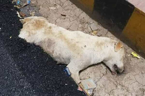 புதிய தார் சாலையில் பாதியளவு புதைக்கப்பட்ட நாய்..!