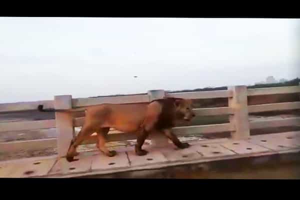 பாலத்தில் நடந்து செல்லும் சிங்கம்: சென்னையில் நிகழ்ந்ததா ?