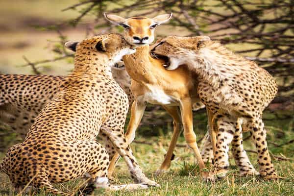 குட்டிகளுக்காக சிறுத்தையிடம் சிக்கிய மானின் கதை.!