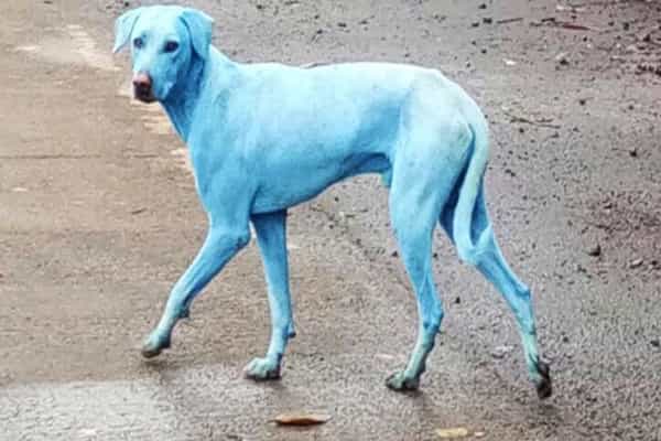 நீல நிறத்தில் மாறிய நாய்கள் | எங்கு , எதனால் ?