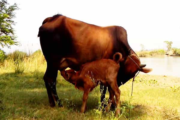 பசுவிற்கு விஷம் கொடுத்து ஆராய்ச்சி மேற்கொள்ளப்பட்டதா ?