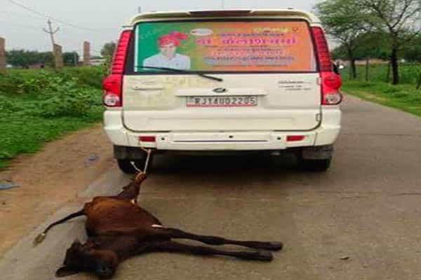 காரில் மாட்டை கட்டி இழுத்து செல்லும் புகைப்படம்.. எதனால் ?