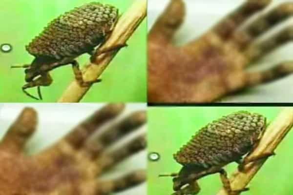 உயிர்க்கொல்லி பூச்சியின் வைரஸால் கைகள் இவ்வாறு ஆகியதா ?
