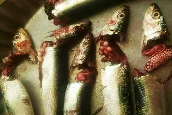 இவ்வகையான மீன்களை உண்பதால் உடலுக்கு பாதிப்பு வருமா?