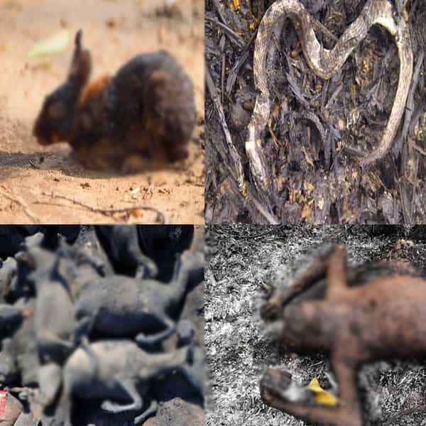 தமிழகக் காட்டில் தீ வைத்ததில் இறந்த உயிரினங்களா ?