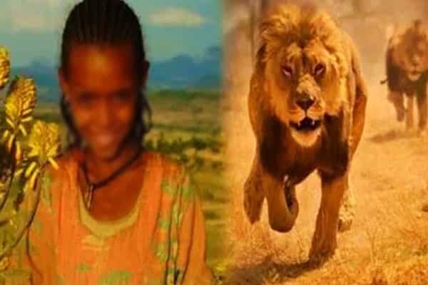 எத்தியோபியாவில் 12 வயது பெண்ணை சிங்கங்கள் காப்பாற்றியதா ?