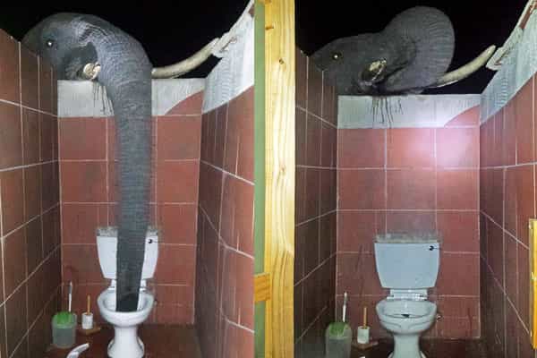 கழிப்பறை நீரை குடிக்க வரும் யானைகள் | எங்கே நிகழ்ந்தது ?