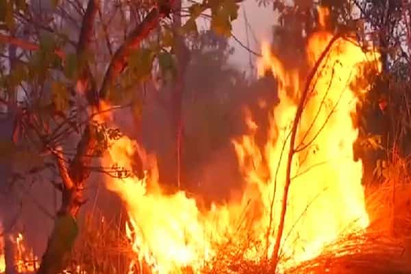 காட்டுத் தீயால் அழிந்து வரும் அமேசான் காடுகள் | மனித பிழையும் காரணமா ?