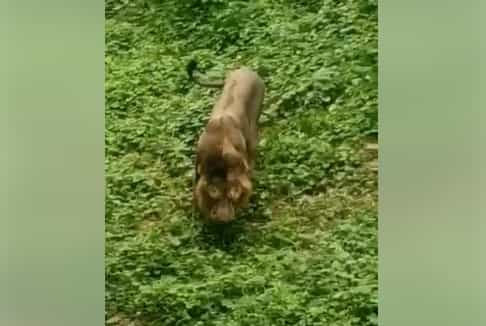 புல்லை உண்ணும் சிங்கம் | அதிசய நிகழ்வு அல்ல !