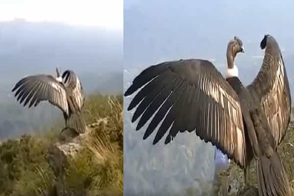 இராமாயணத்தில் வரும் ஜடாயு பறவை கேரளாவில் காணப்பட்டதா ?