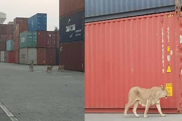 சென்னை துறைமுகத்திற்குள் சிங்கங்கள் நுழைந்தனவா ?