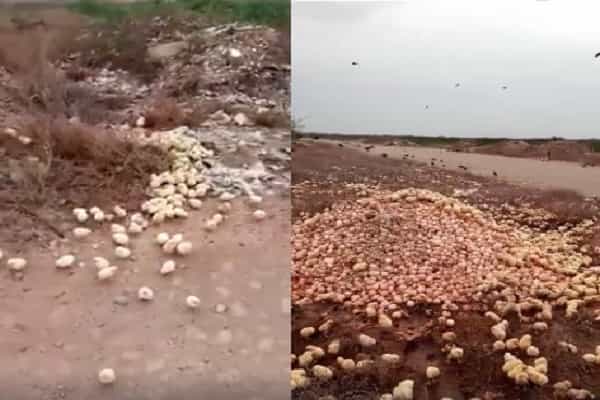 குப்பையில் கொட்டப்பட்ட முட்டைகள் கோழிக்குஞ்சுகளாக மாறினவா ?