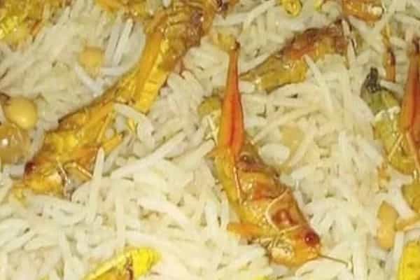 ராஜஸ்தான் உணவகங்களில் வெட்டுக்கிளி பிரியாணி விற்பனையா ?