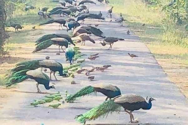 திருவண்ணாமலை கிரிவல பாதையில் மயில்களின் நடமாட்டமா ?