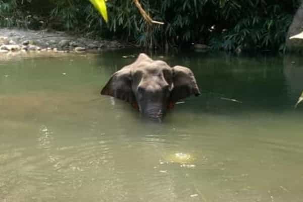 கேரளா யானை இறப்பில் திணிக்கப்படும் மத வெறுப்புணர்வு, அரசியல், உணவு பழக்கம் !