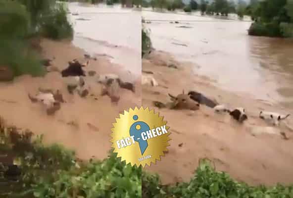 வெள்ளத்தில் அடித்து செல்லப்படும் கால்நடைகள்| கேரளாவில் இல்லை.