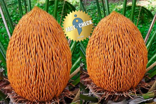 இமயமலையில் 99 ஆண்டுகளுக்கு ஒருமுறை பூக்கும் சிவலிங்க பூவா ?| உண்மை என்ன ?