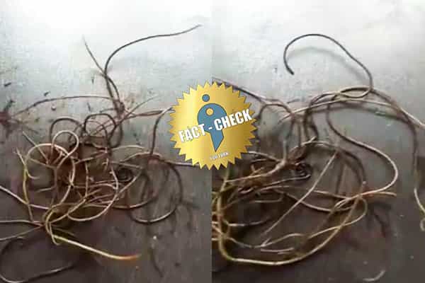 இது சிவநாக மரத்தின் வேரா ? உண்மை என்ன ?