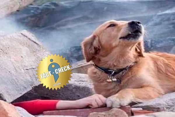 இடிபாடுகளில் சிக்கியவரைக் காப்பாற்றக் கூப்பிடும் நாயின் புகைப்படம்| துருக்கியில் எடுக்கப்பட்டதா ?