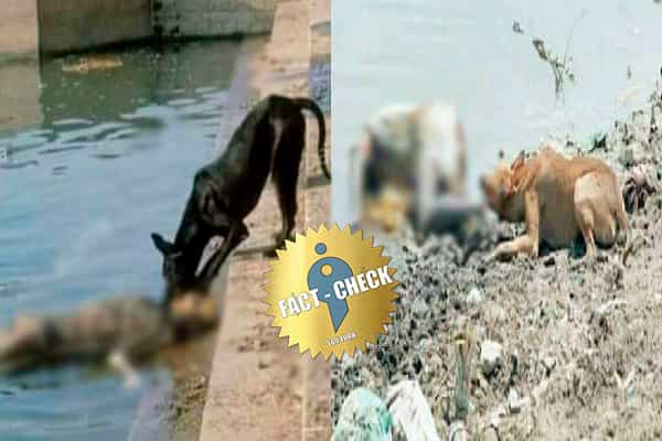 கங்கை கரையில் ஒதுங்கிய உடல்களை உண்ணும் நாய்கள்.. வைரலாகும் பழைய புகைப்படங்கள் !