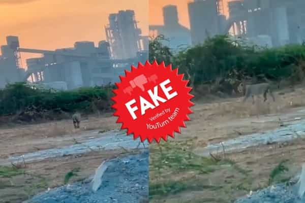 திருநெல்வேலி, விருதுநகர் சிமெண்ட் ஆலை பகுதியில் சிங்கம் உலாவுவதாக வதந்தி !
