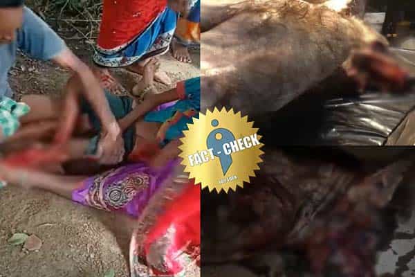 ஆந்திராவில் விசித்திரமான மிருகம் சிறுவனைக் கடித்ததாக பரவும் வாட்ஸ் அப் வதந்தி !