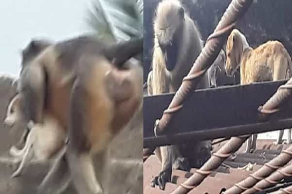 மகாராஷ்டிராவில் பழிவாங்க குரங்குகள் 250 நாய் குட்டிகளைக் கொன்றனவா ?