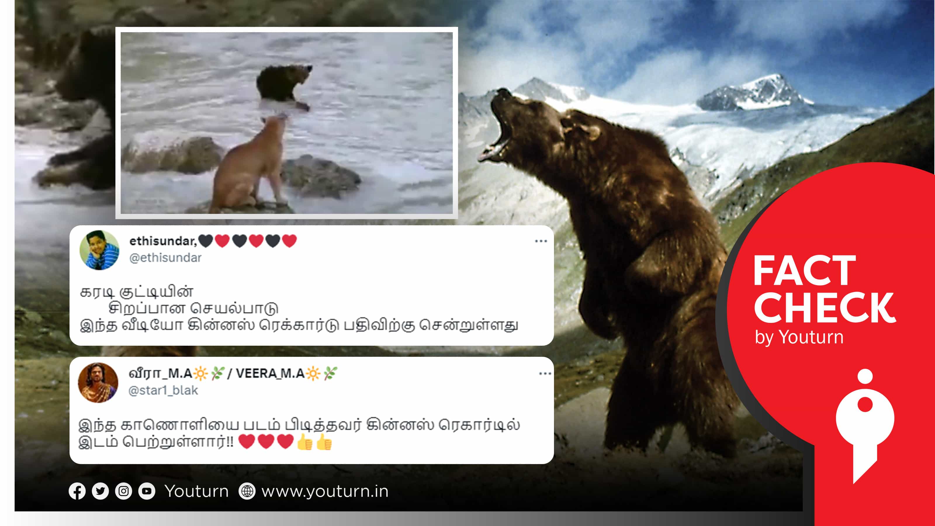 சிங்கத்திடம் இருந்து குட்டிக் கரடி தப்பிக்கும் காணொளி கின்னஸ் சாதனை புத்தகத்தில் இடம்பெற்றதா ?