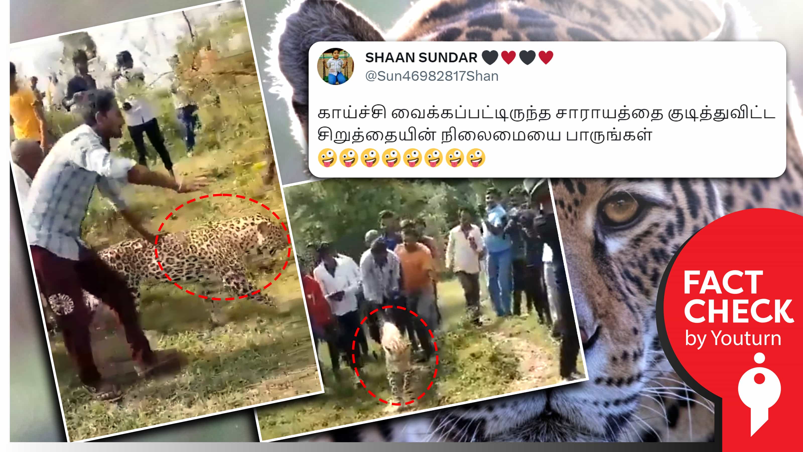 காய்ச்சி வைத்திருந்த சாராயத்தை குடித்த சிறுத்தையின் நிலைமை எனப் பரவும் தவறான தகவல் !