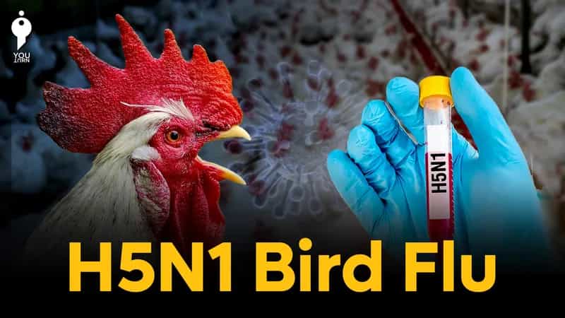 சிக்கன் சாப்பிடுவதால் மனிதர்களுக்கு பறவைக் காய்ச்சல் (H5N1) தொற்று ஏற்படுமா?
