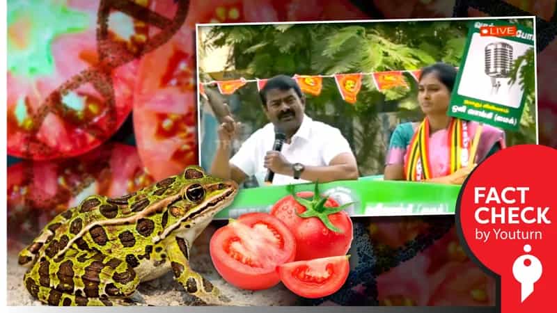 தக்காளியில் தவளை கொழுப்பா.. நாம் உட்கொள்வது மரபணு மாற்றப்பட்ட தக்காளியா ? : சீமான் சொல்லும் பொய் !
